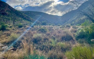 Returning from the Leopard Trail